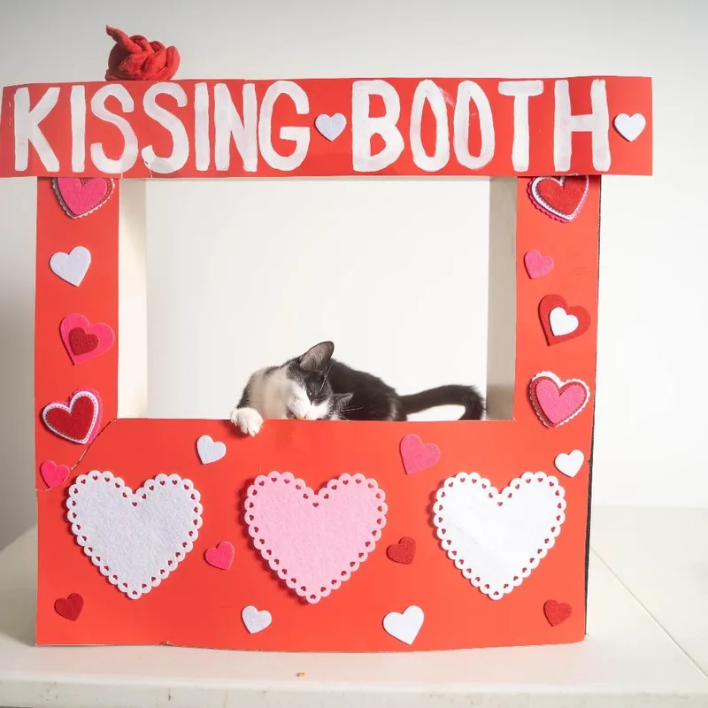 A young small-sized male Black Domestic Short Hair cat named George Michael for adoption in Sioux Falls, SD