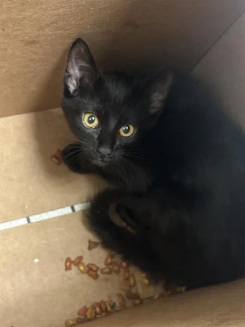 A baby medium-sized male Domestic Short Hair cat named Loki for adoption in Dallas, TX
