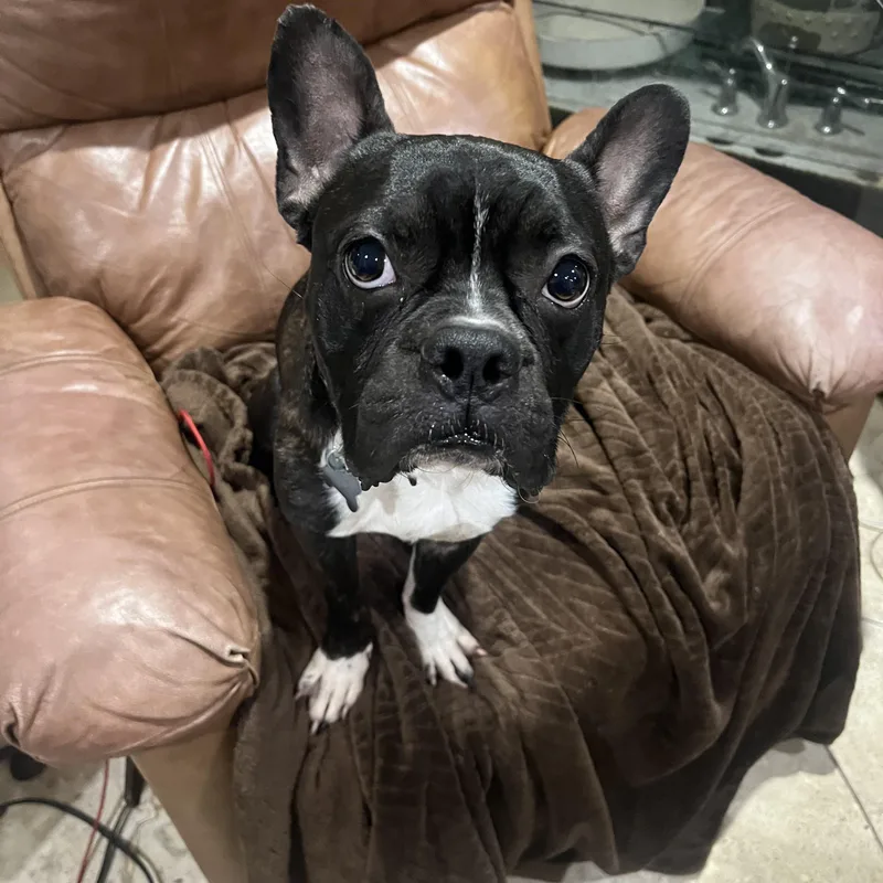 A young medium-sized male Bicolor Boston Terrier dog named Archie for adoption in Boca Raton, FL