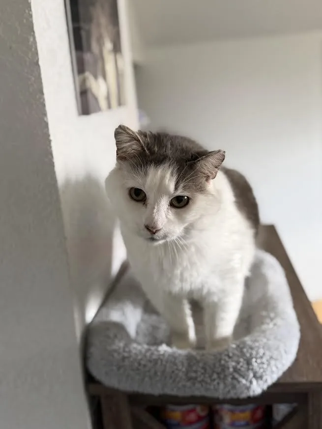 An adult medium-sized male Tabby (Buff / Tan / Fawn) American Shorthair cat named Lord for adoption in Fertile, MN