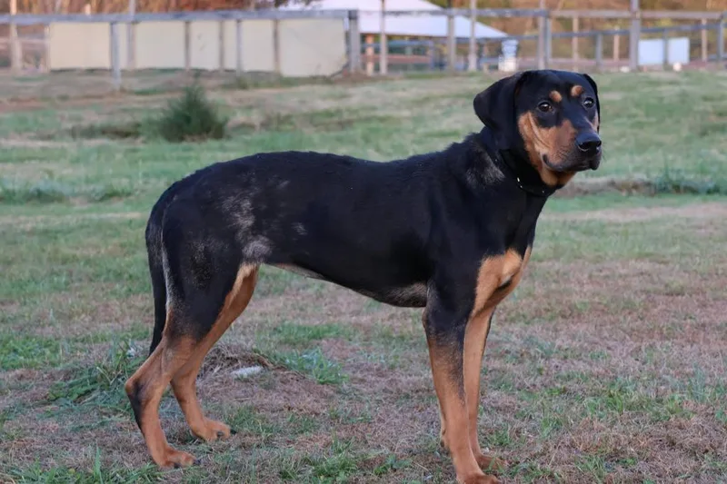 A young medium-sized female Mixed Breed dog named Pretty Girl for adoption in Columbia, TN