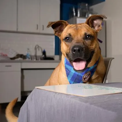 An adult large-sized male Mixed Breed dog named Bandicoot for adoption in Atlanta, GA