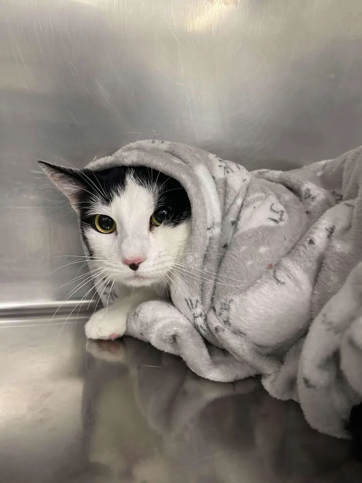 A young medium-sized male Black & White / Tuxedo Domestic Short Hair cat named Ori for adoption in Winthrop, ME