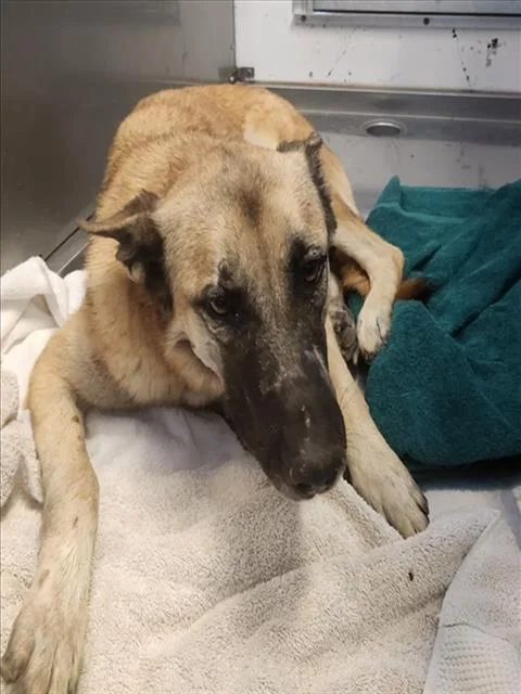 An adult medium-sized male German Shepherd Dog dog named Johnny Depp for adoption in Santa Fe, NM