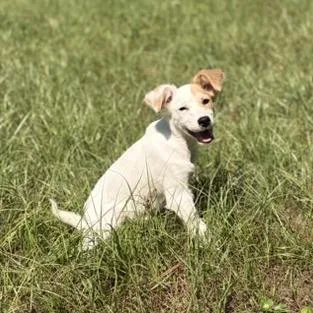 A baby small-sized female Chihuahua dog named Sugar for adoption in Livingston, TX