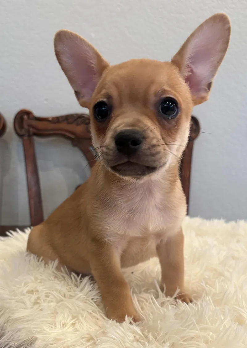 A baby small-sized male French Bulldog dog named Tony for adoption in Pasadena, CA