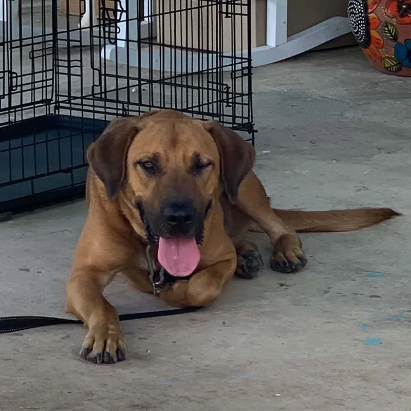 An adult large-sized male Red / Chestnut / Orange Redbone Coonhound dog named Red for adoption in Boerne, TX