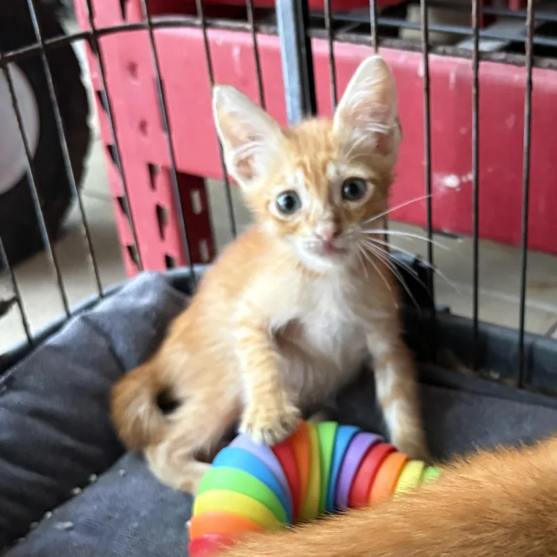 A baby small-sized male Tabby (Orange / Red) Domestic Short Hair cat named Achiote for adoption in Aibonito, PR