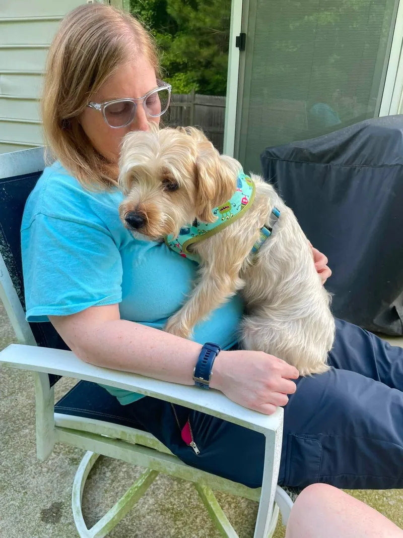 An adult small-sized male Yellow / Tan / Blond / Fawn Yorkshire Terrier dog named Marco for adoption in Williamsburg, VA