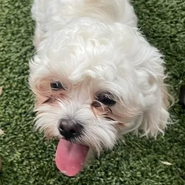 A young small-sized female White / Cream Shih Tzu dog named Sweetie Pounds for adoption in Houston, TX