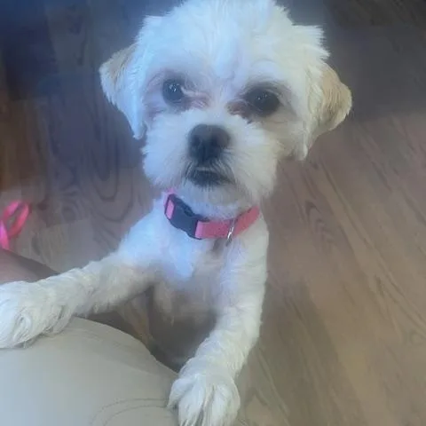 Sweetie   Pounds thumbnail 2