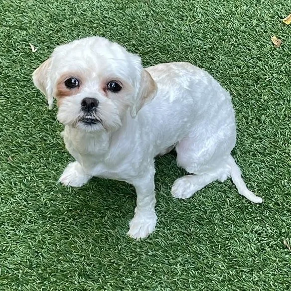 Sweetie   Pounds thumbnail 3