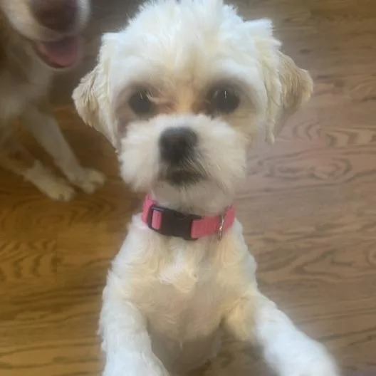 Sweetie   Pounds thumbnail 5