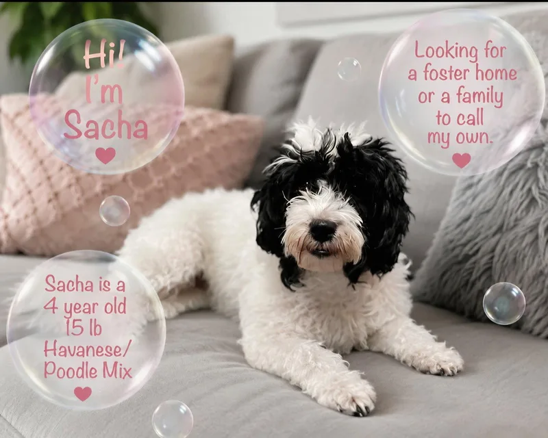 Sacha thumbnail 2