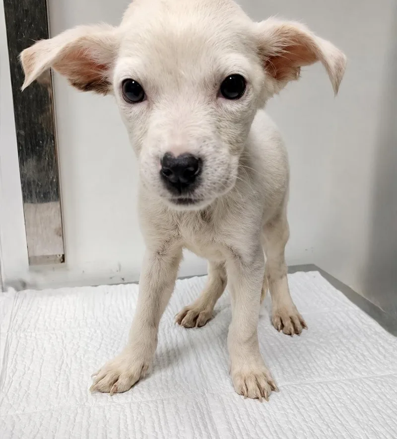 A baby small-sized female White / Cream Chihuahua dog named Marshmallow for adoption in Littleton, CO