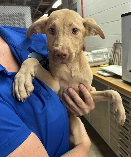 A baby large-sized male Shepherd dog named Mr. Krabs for adoption in Gainesville, FL