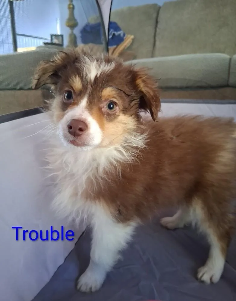 A baby small-sized male Australian Shepherd dog named Trouble for adoption in Ringwood, IL