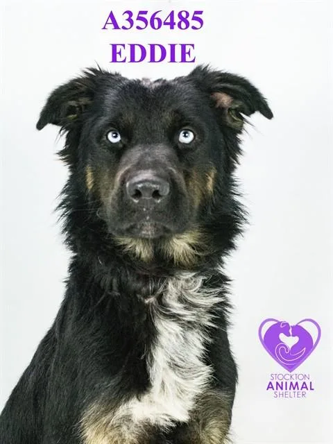 Eddie