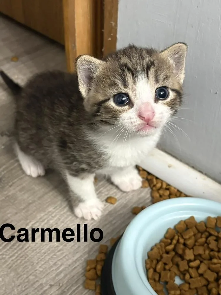 A baby small-sized female Black & White / Tuxedo Domestic Short Hair cat named Carmello for adoption in Telford, PA