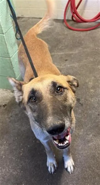 An adult medium-sized female German Shepherd Dog dog named Nicky for adoption in Sacramento, CA