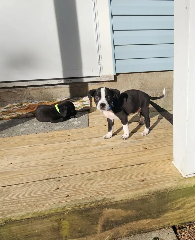 Casper Little Monster's Litter thumbnail 2