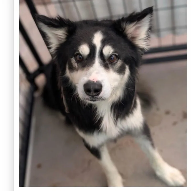 An adult medium-sized male Black Husky dog named Baby Bear for adoption in Tacoma, WA