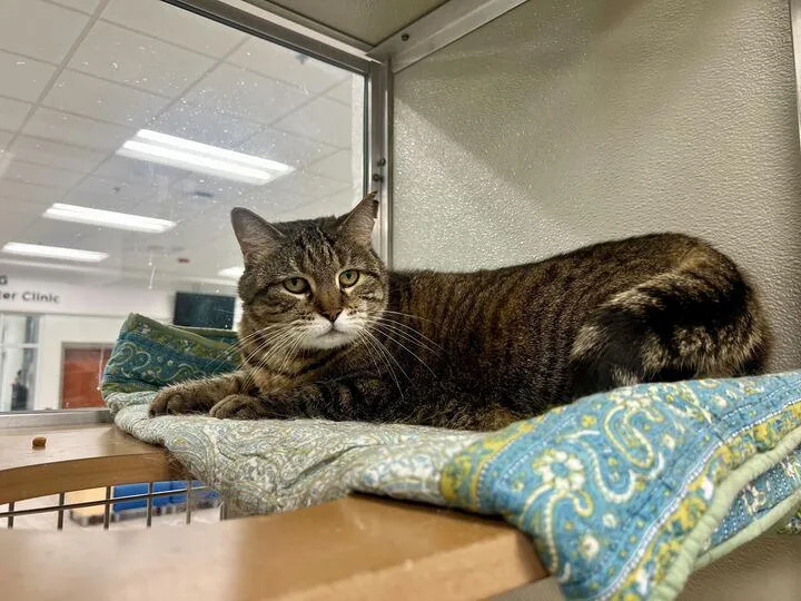 Miss Molly thumbnail 3