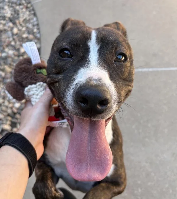 A young medium-sized female Pit Bull Terrier dog named Eevee for adoption in Sioux City, IA
