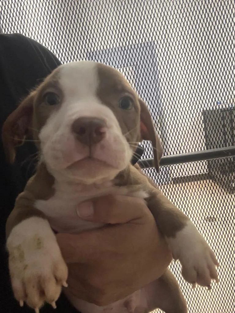 A baby medium-sized male Dachshund dog named Cosmic Brownie for adoption in Belton, TX