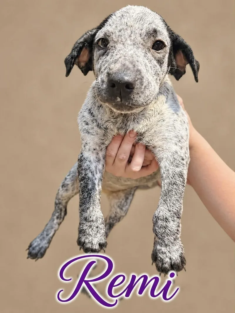 A baby medium-sized female Australian Cattle Dog / Blue Heeler dog named Remi for adoption in Manchester, CT