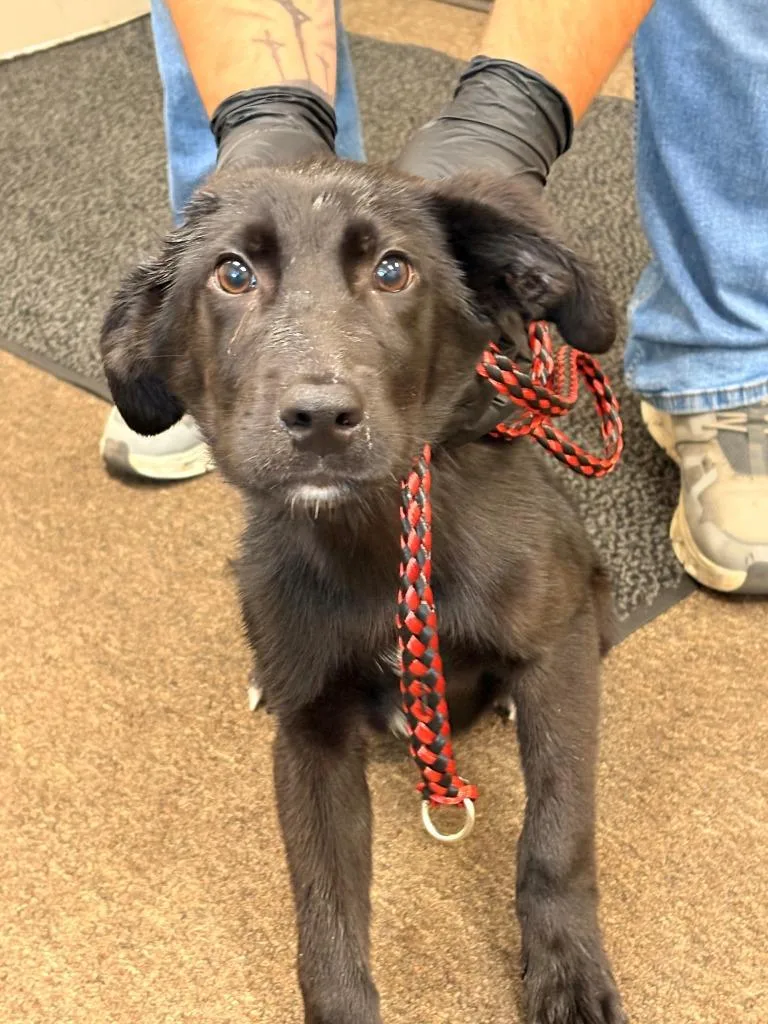 A baby small-sized female Labrador Retriever dog named Betsy for adoption in Effingham, SC