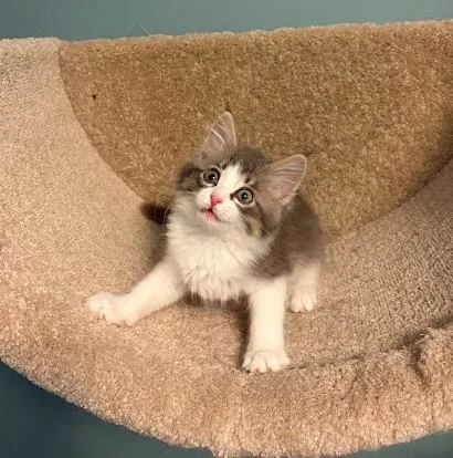 A baby medium-sized female Gray & White Domestic Long Hair cat named Brooky for adoption in Andover, MN
