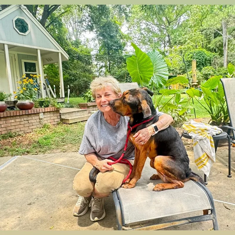 An adult medium-sized male Bicolor Hound dog named Huebuck for adoption in Brentwood, TN