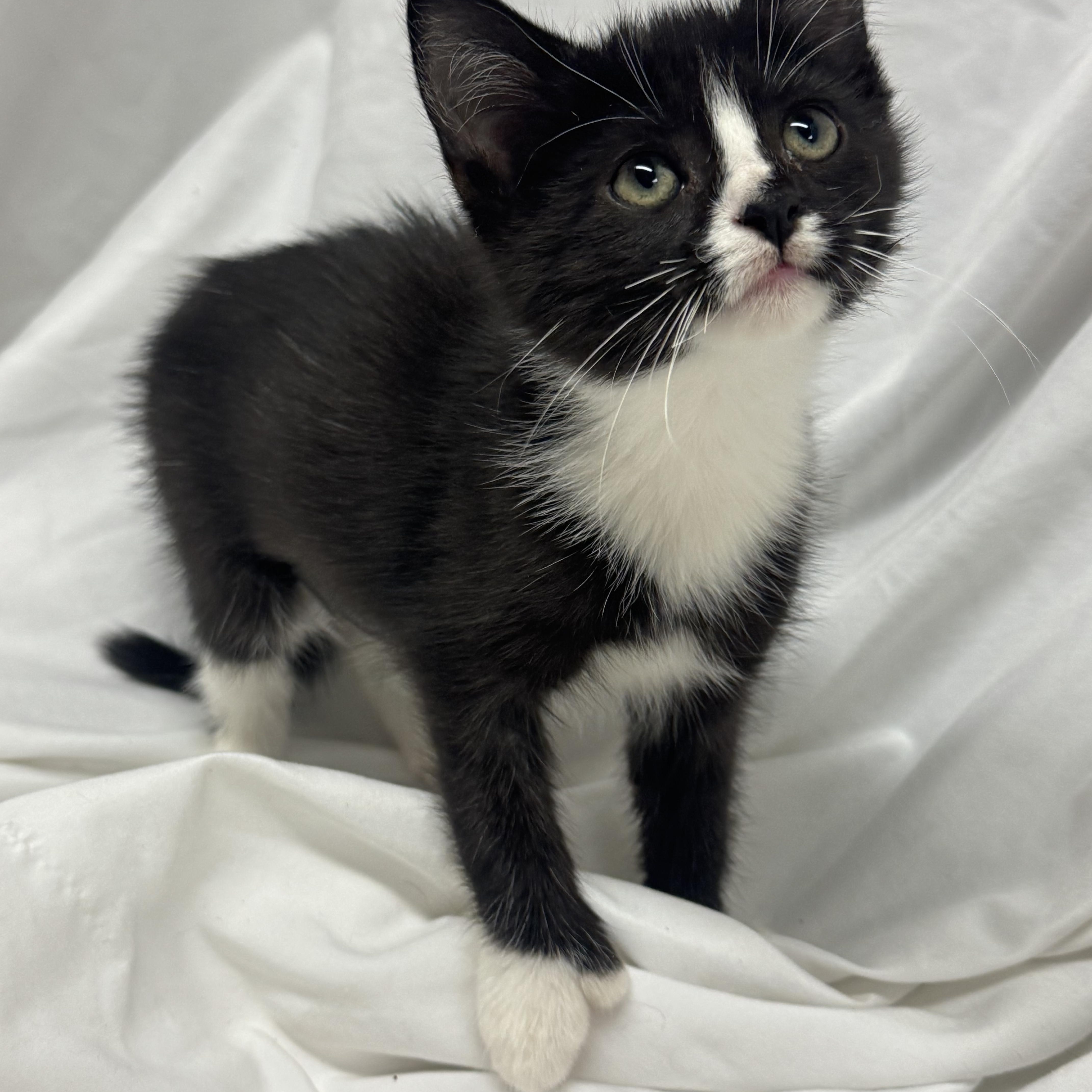A baby medium-sized female Black & White / Tuxedo Domestic Short Hair cat named Minnie for adoption in Fredericksburg, VA