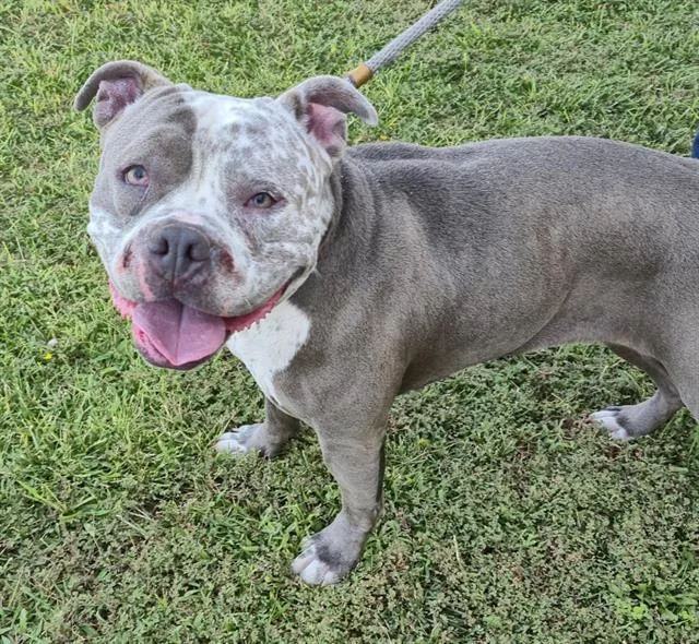 A young medium-sized female Pit Bull Terrier dog named Jen for adoption in Albuquerque, NM