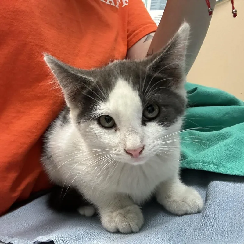 A baby small-sized male Gray / Blue / Silver Domestic Short Hair cat named Honeycomb for adoption in Tacoma, WA