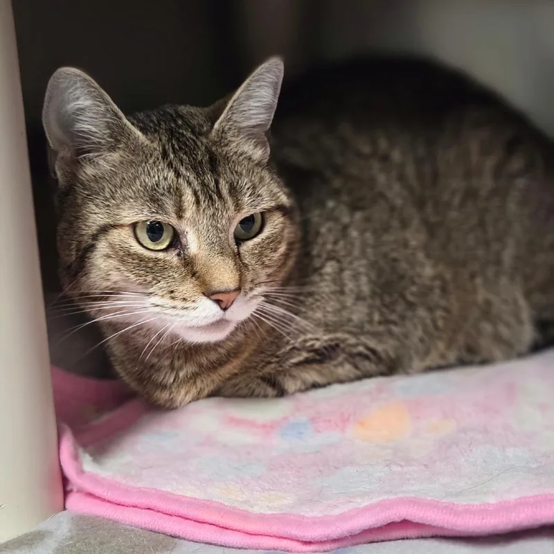 An adult medium-sized female Brown / Chocolate Domestic Short Hair cat named Lexi for adoption in Windsor, VA