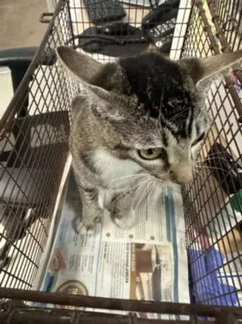 A young medium-sized female Domestic Short Hair cat named Lady Cat for adoption in Van Nuys, CA