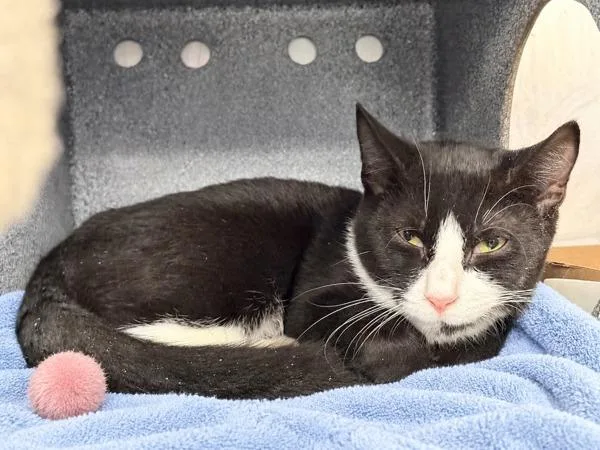 An adult medium-sized male Domestic Short Hair cat named Frank for adoption in New York, NY