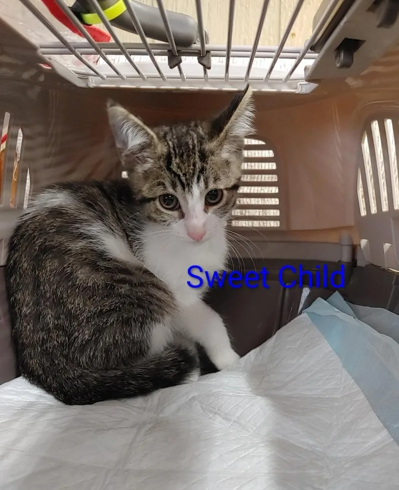 A baby medium-sized male Tabby (Brown / Chocolate) Domestic Short Hair cat named Sweet Child for adoption in Shawnee, KS