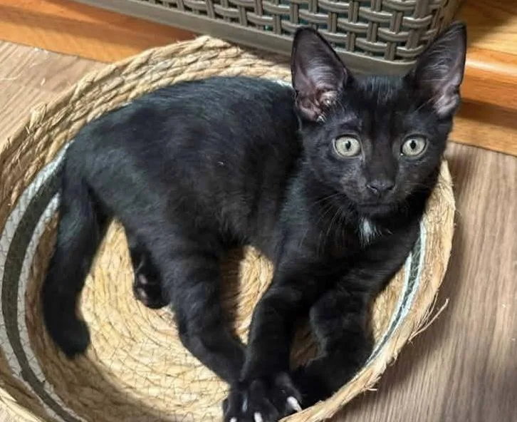 A baby medium-sized male Black Domestic Short Hair cat named Obsidian for adoption in Breinigsville, PA
