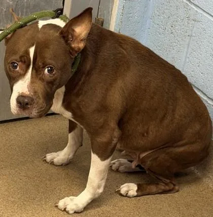A senior medium-sized female Mixed Breed dog named Seedling for adoption in Chamblee, GA