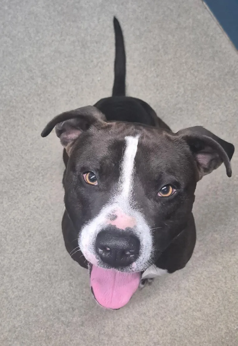 An adult medium-sized male Black Labrador Retriever dog named Levi for adoption in Wahoo, NE