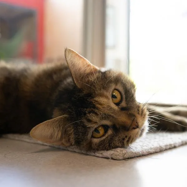 An adult medium-sized female Domestic Short Hair cat named Amber for adoption in Des Moines, IA