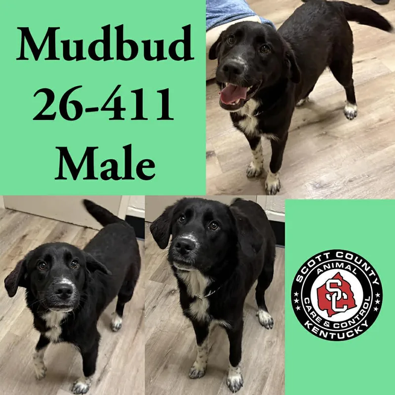 A young large-sized male Labrador Retriever dog named Mudbud for adoption in Georgetown, KY