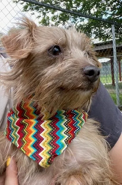 An adult small-sized female Yellow / Tan / Blond / Fawn Terrier dog named Zinnia for adoption in Fayetteville, AR