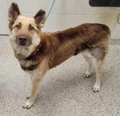 An adult large-sized female Brown / Chocolate Shepherd dog named Sunset for adoption in Kansas City, MO