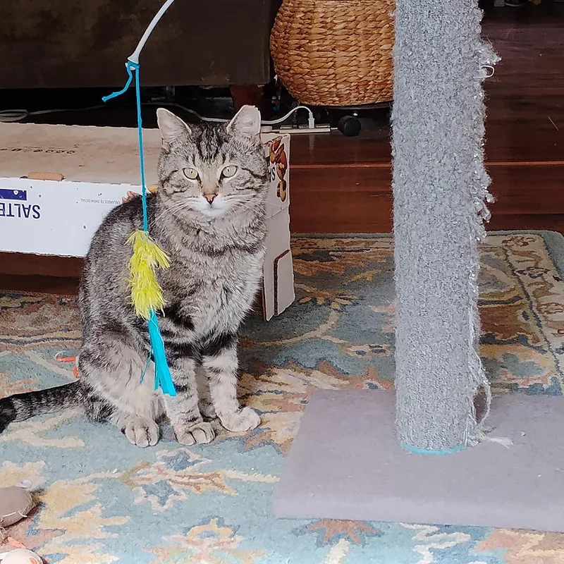 An adult medium-sized male Tabby (Gray / Blue / Silver) Domestic Short Hair cat named Diddly for adoption in Fort Lupton, CO