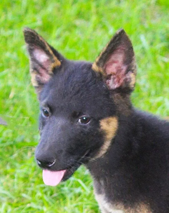 A baby large-sized female German Shepherd Dog dog named JulzwksSpay Contract Required $ for adoption in Holly Hill, SC