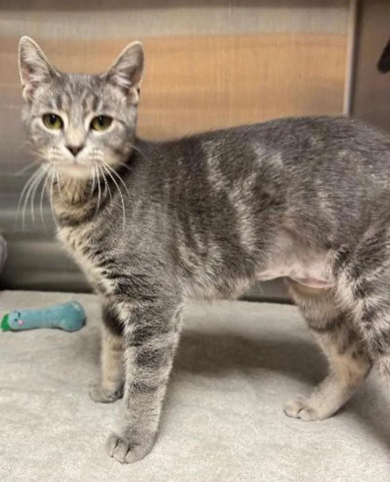 A baby medium-sized female Tiger cat named Poppy for adoption in Carroll, OH